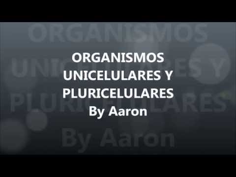 Organismos unicelulares vs pluricelulares: ejemplos y diferencias