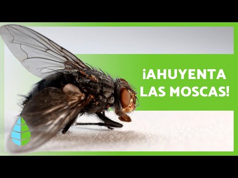 5 efectivos remedios caseros para moscas