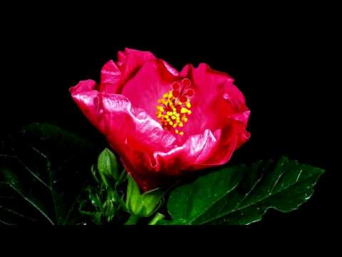 Flores Rosas: Descubre la Belleza de Estas Maravillas Naturales