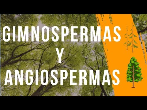 Características y ejemplos de plantas angiospermas
