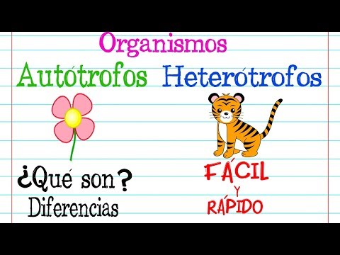Diferencias entre organismos autotróficos y heterotróficos: ejemplos claros.