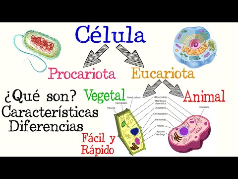 Descubre los diferentes tipos de células: guía completa