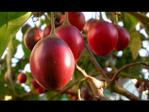 Cultivo de tomate de árbol: Guía completa para el éxito