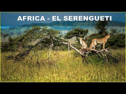 Descubre la vida salvaje: Animales de la sabana africana