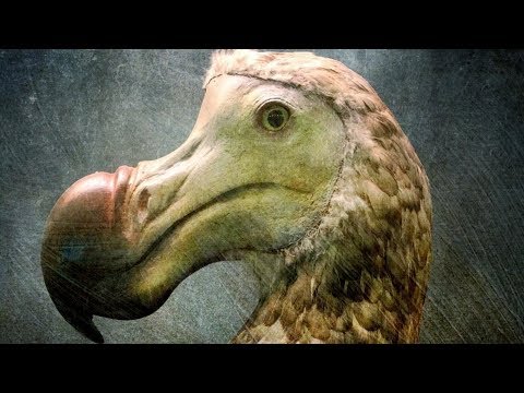 La historia detrás de la extinción del pájaro dodo