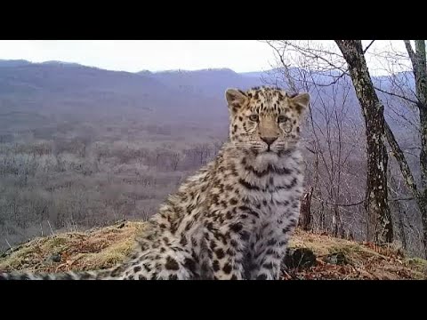 Leopardo del Amur: ¿Por qué está en peligro de extinción?