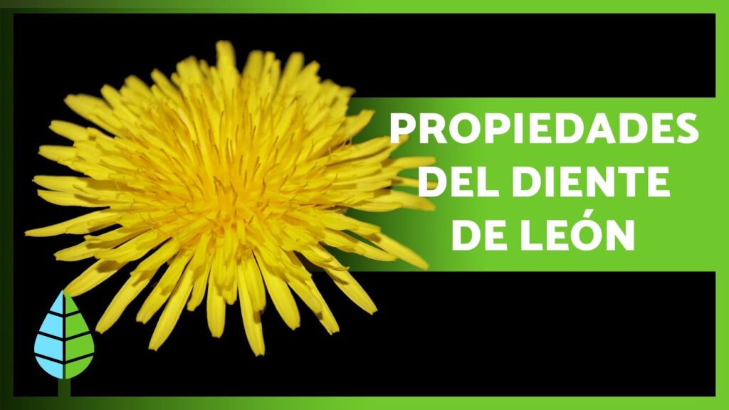 Diente de León: Guía Completa de Propiedades, Usos, Contraindicaciones y Cultivo Sostenible